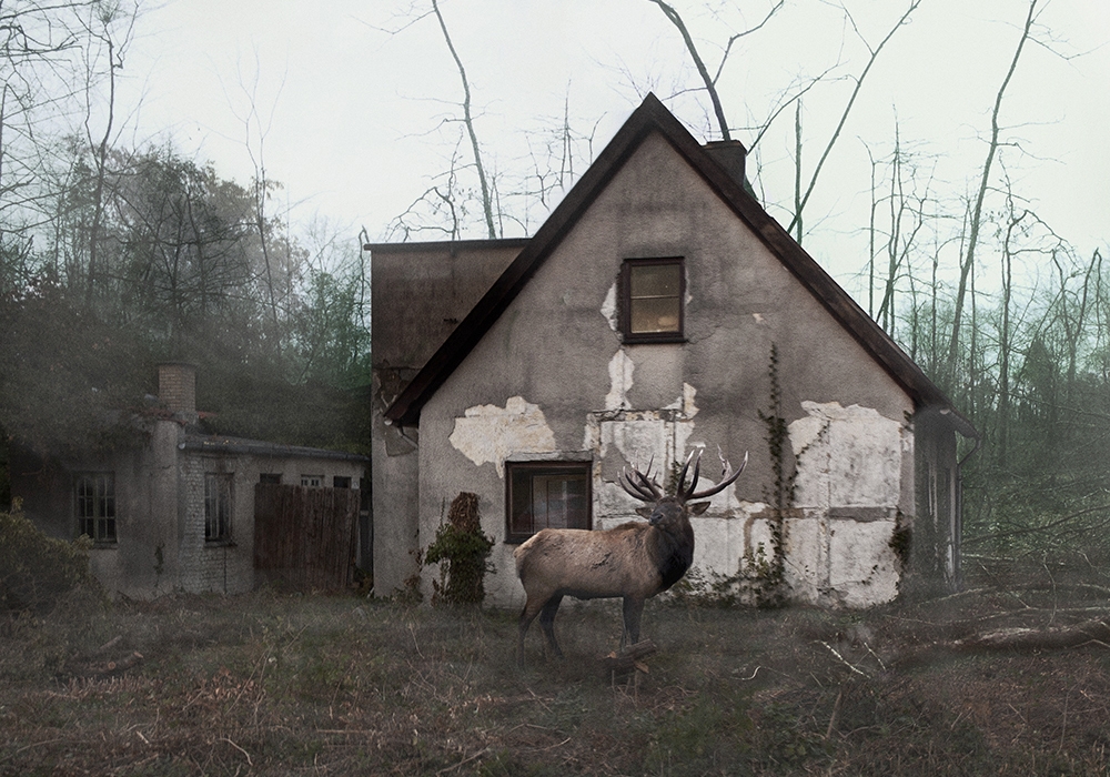 Untitled+(Deer)2012.jpg
