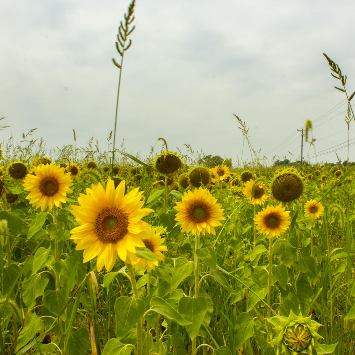 Sunflowerfield.jpg