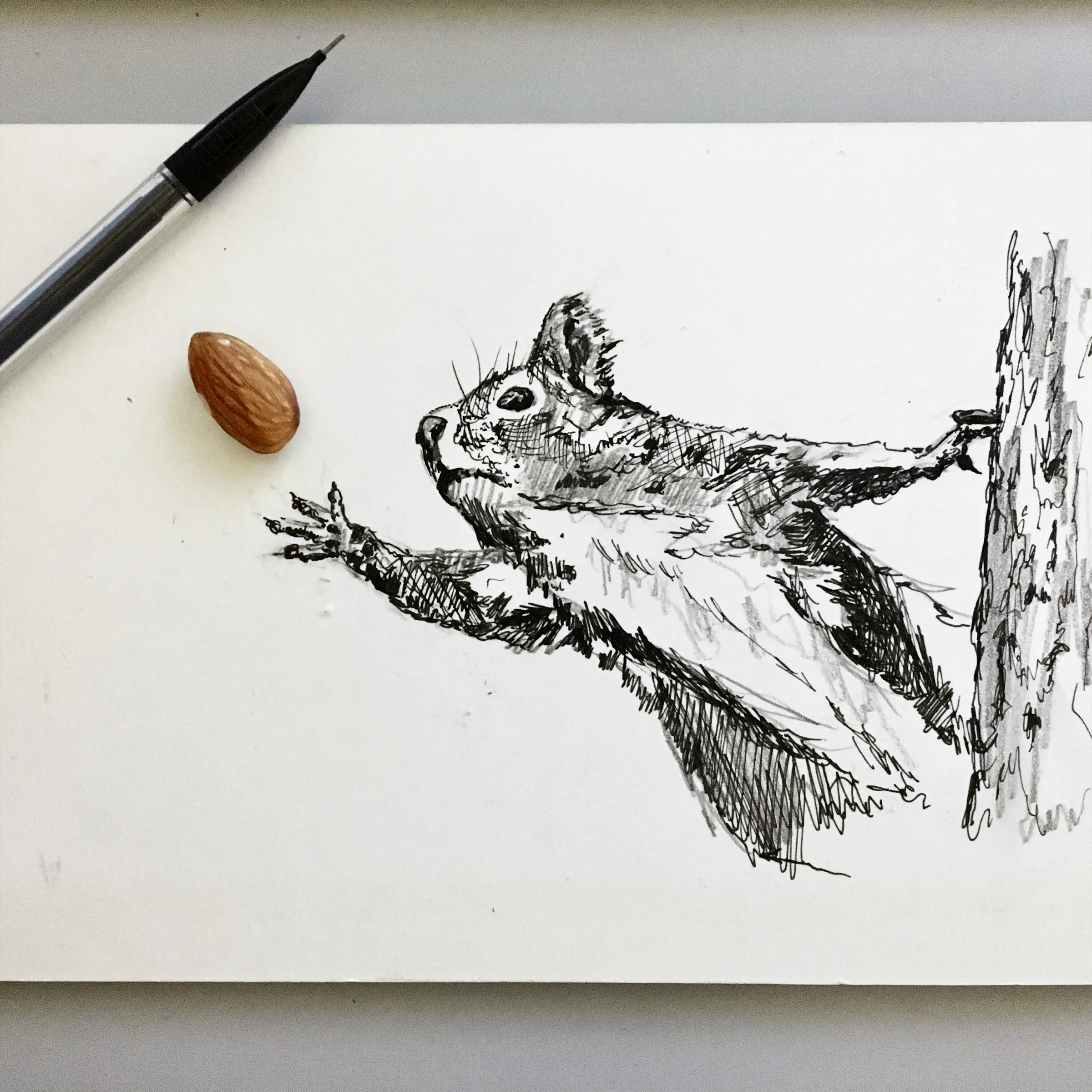 squirrel-with-almond-interactive-drawing-by-jordan-fretz.jpg