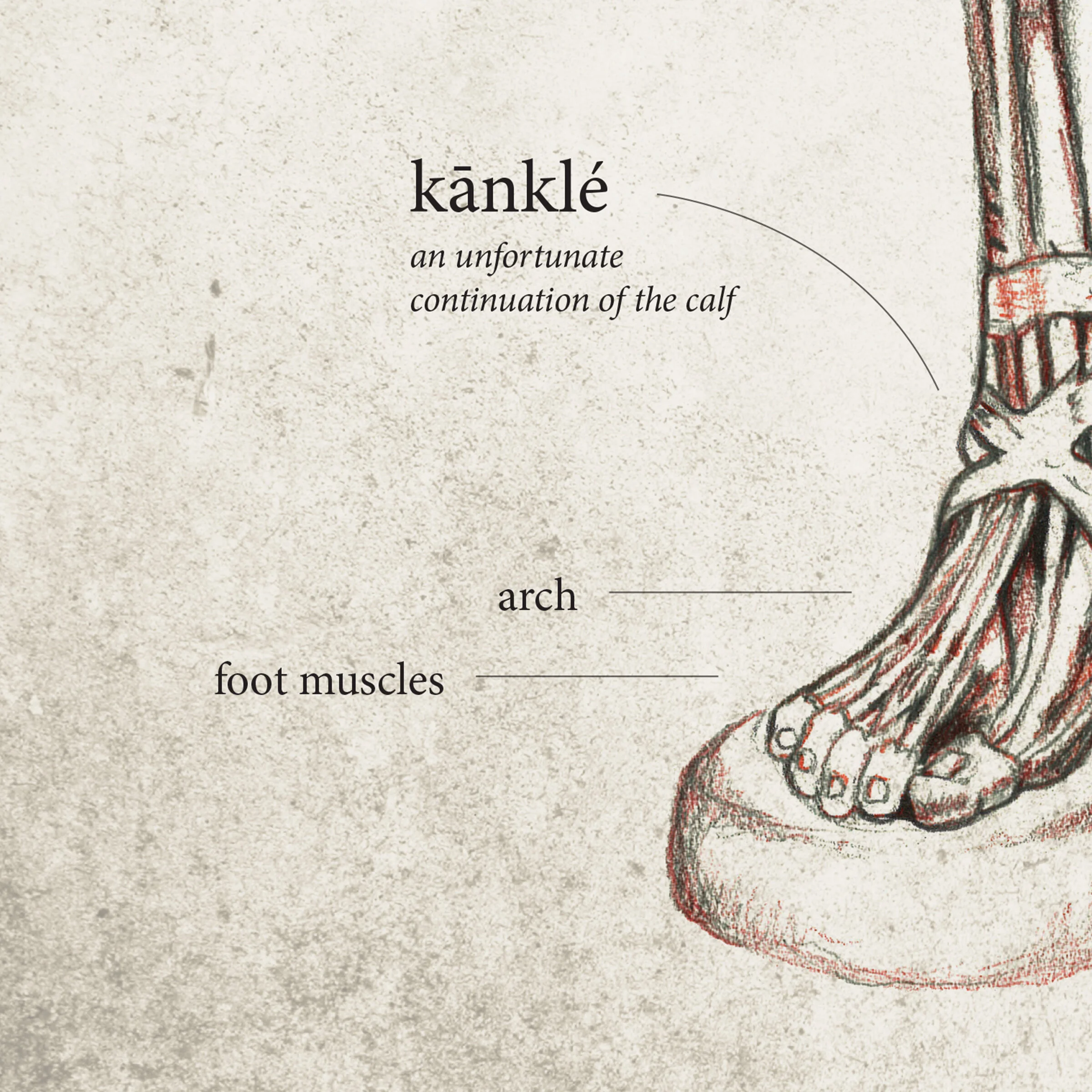 anatomy-drawing-5.jpg