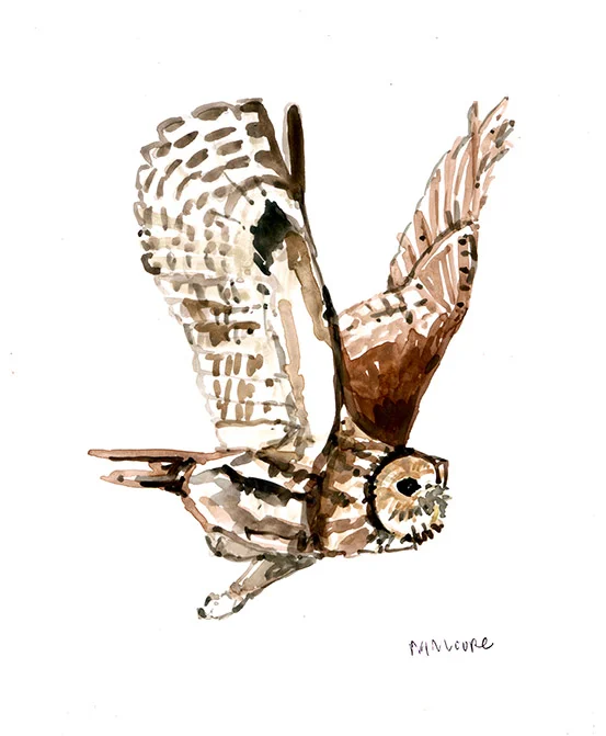 Tawny Owl