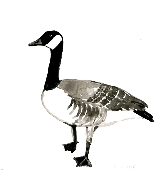 Canadian Goose