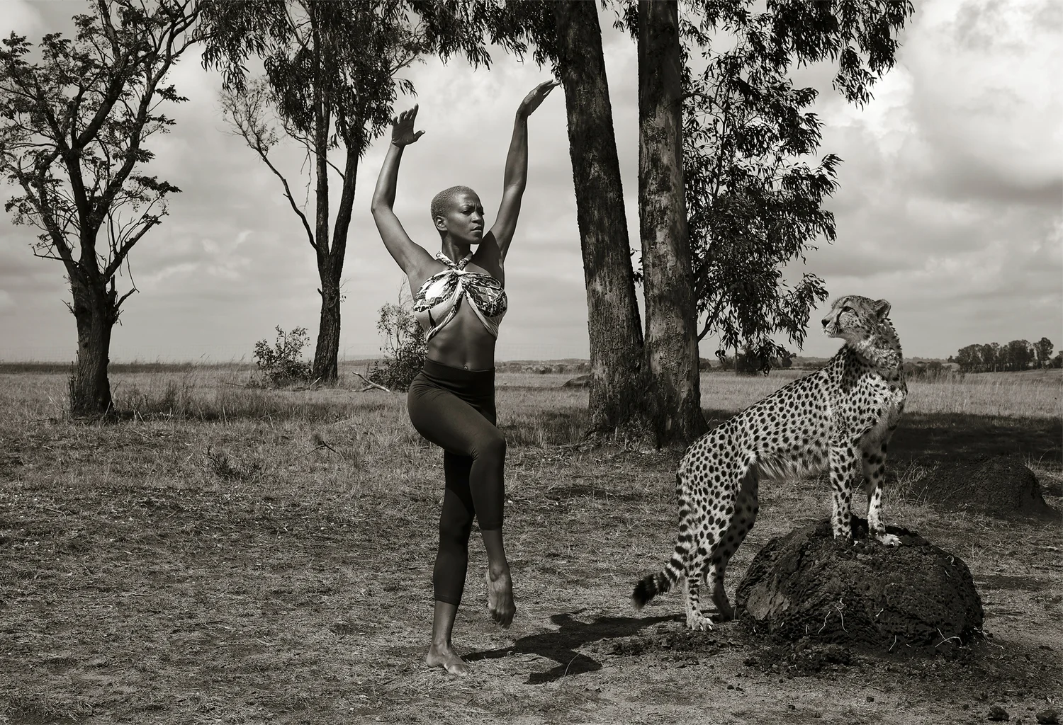 ailey_cheetah.jpg