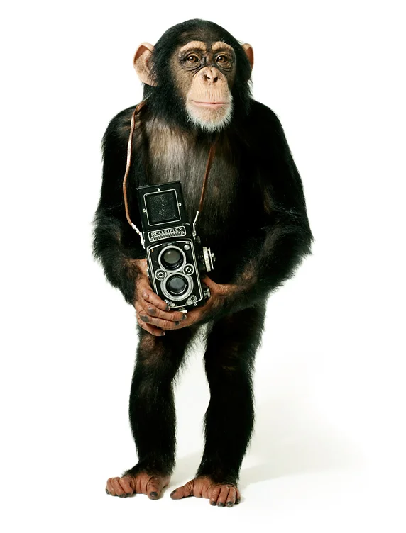 chimp01++.jpg