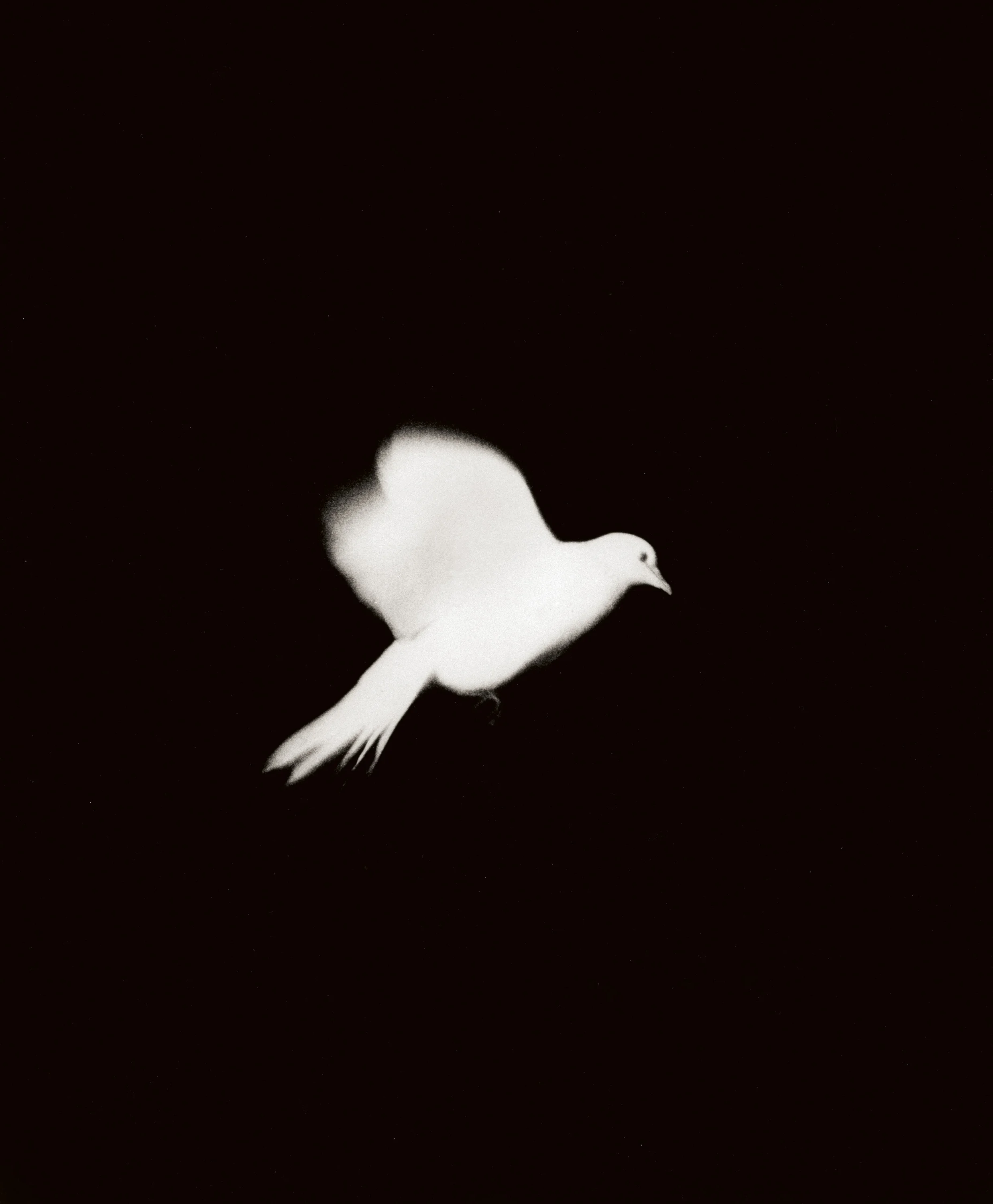 bird in flight.jpg