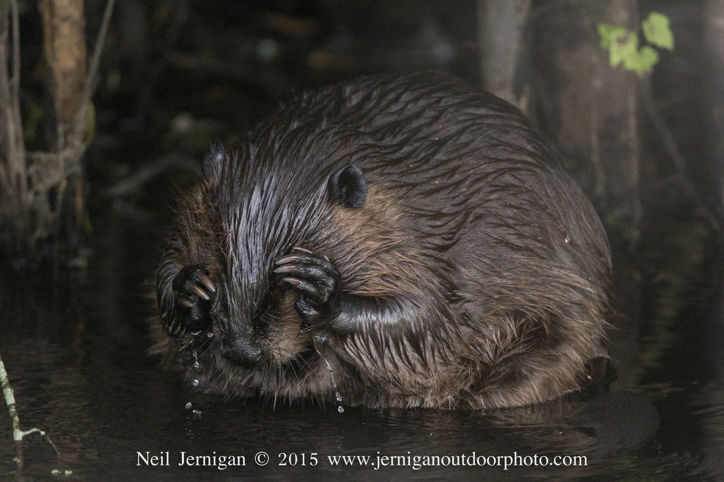 This beaver was cleaning its fur in the edge of a canal.