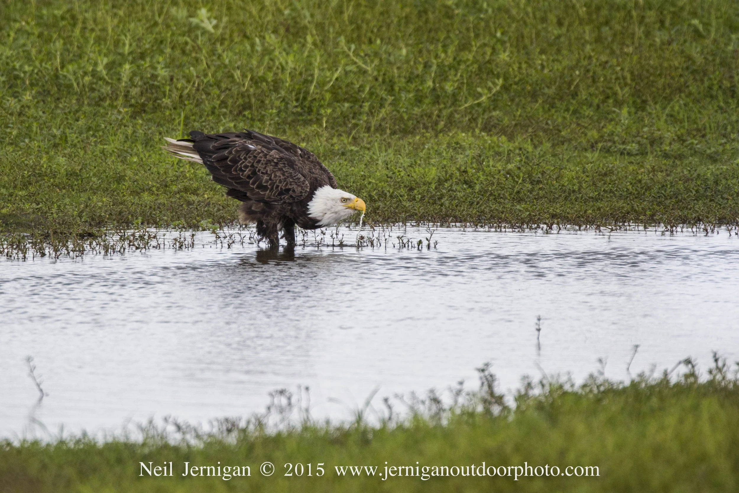 Bald Eagle drinking.