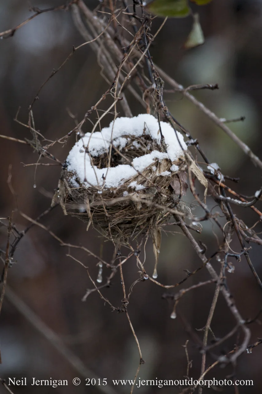 Snow covered the rim of an old birds nest