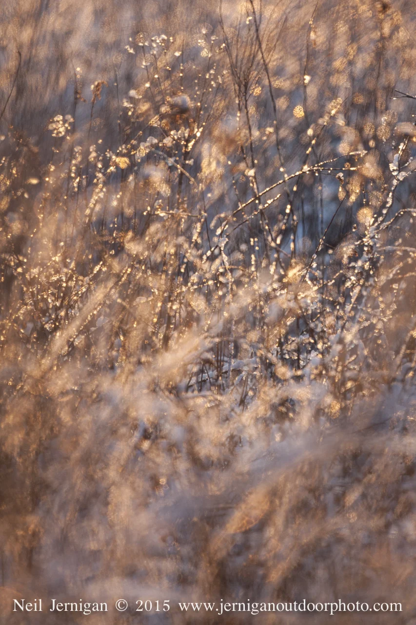 Rising sunlight shinning through the snow & ice