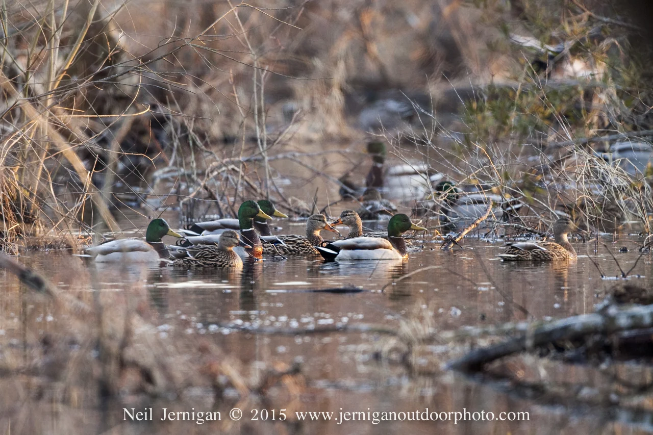 Flock of mallards in the early morning light.
