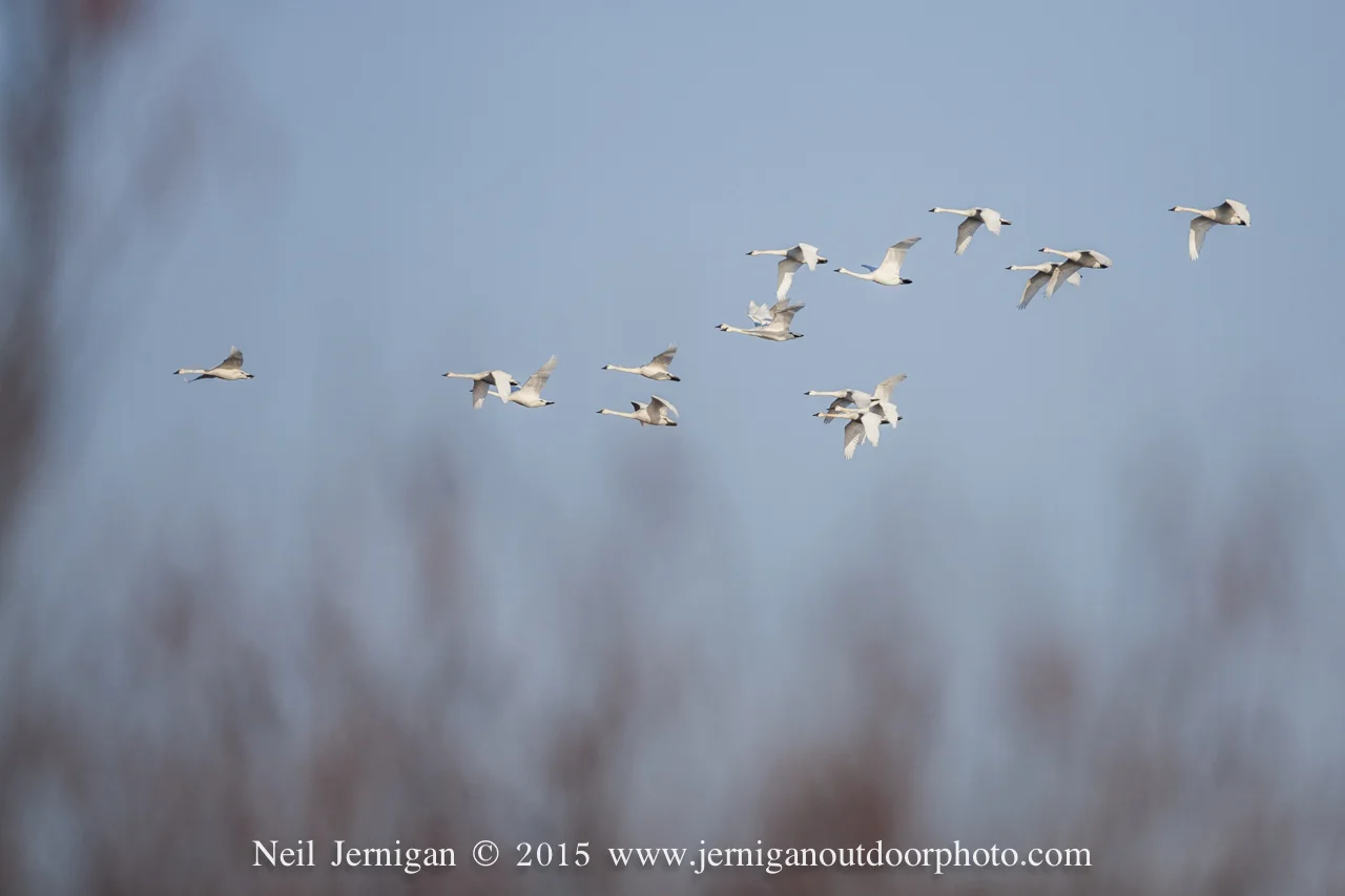 Flock of Tundra Swan flying towards a cut corn field.