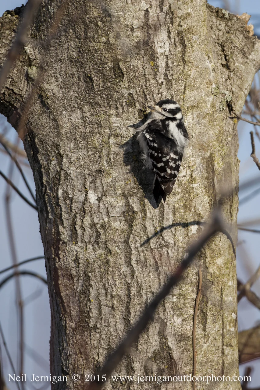 A Downy Woodpecker, while foraging, takes a quick look at me.