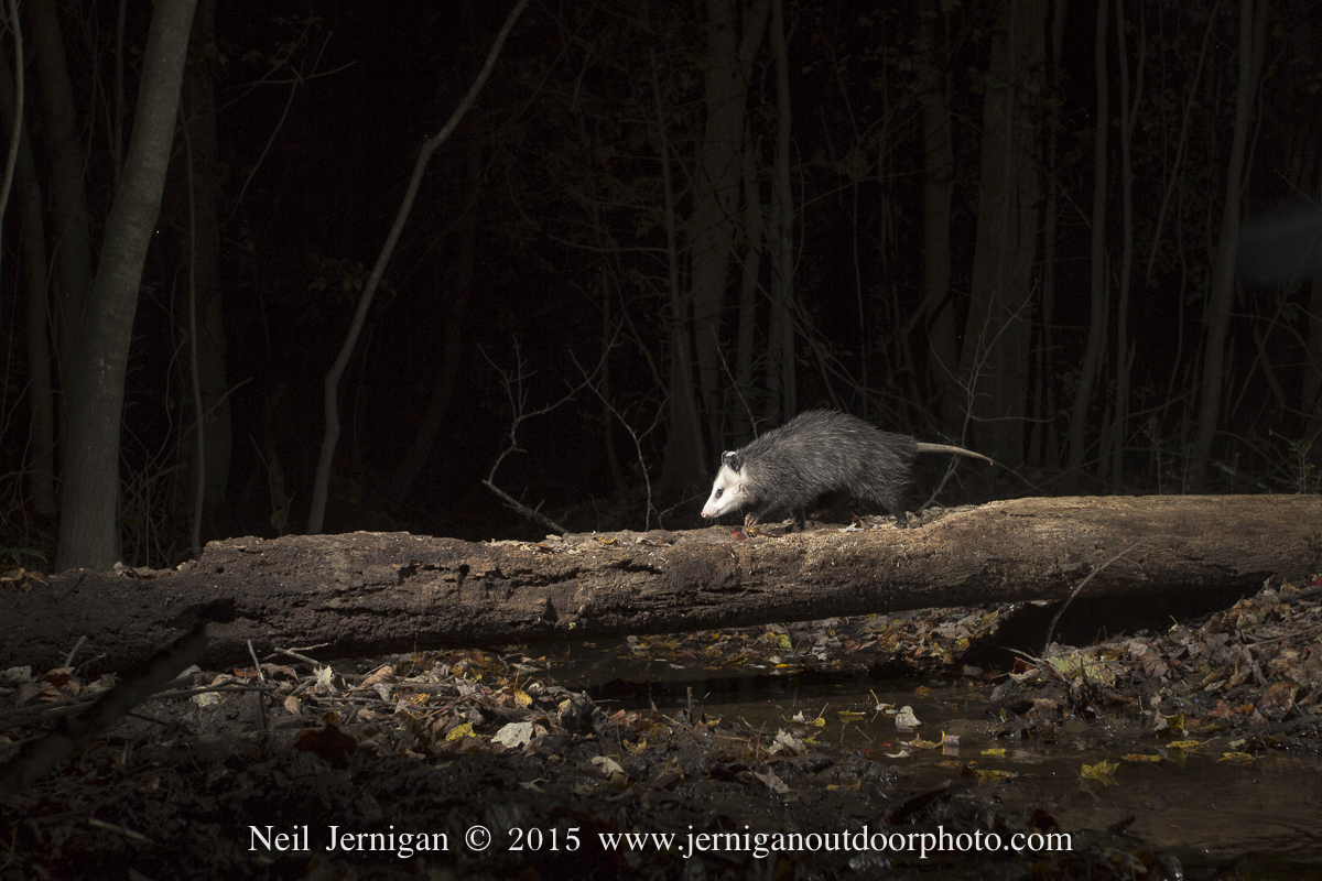 Opossum