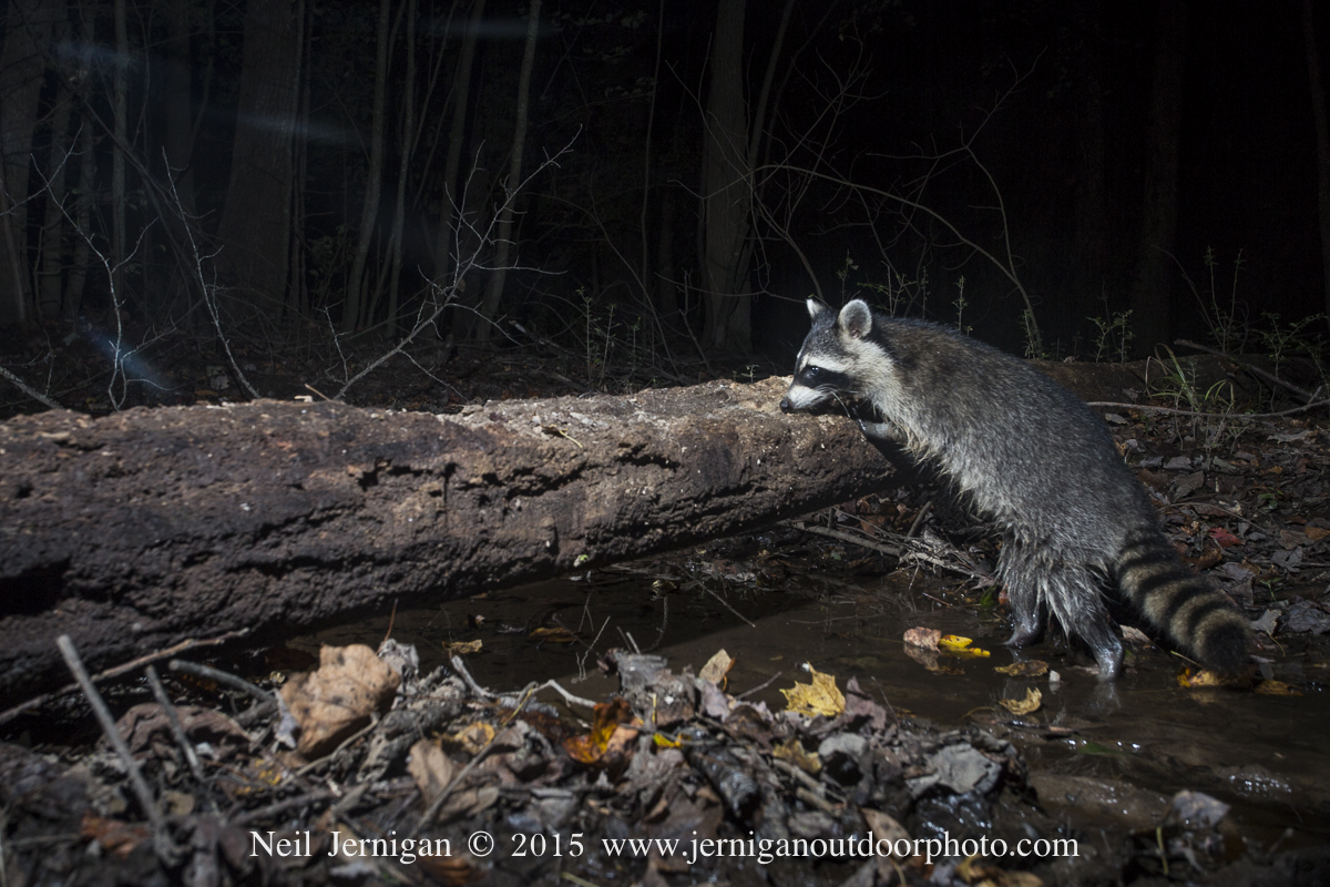 Raccoon