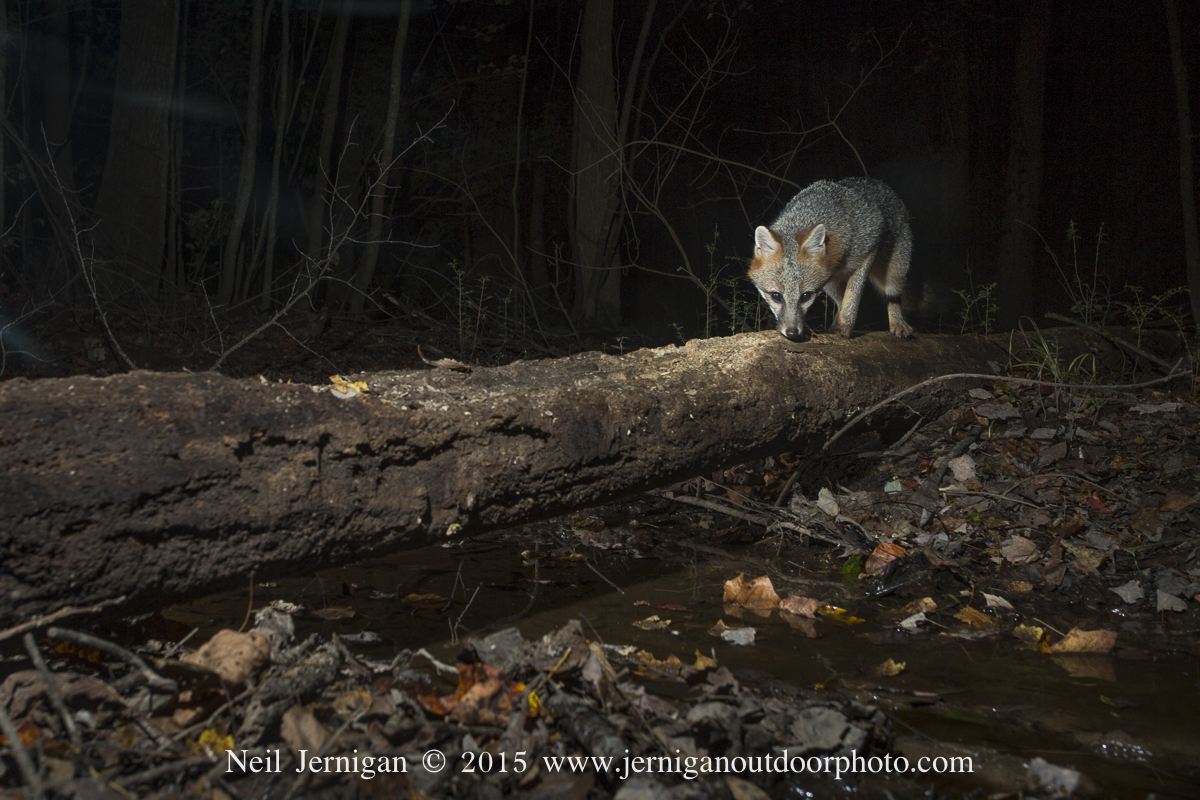 Gray Fox