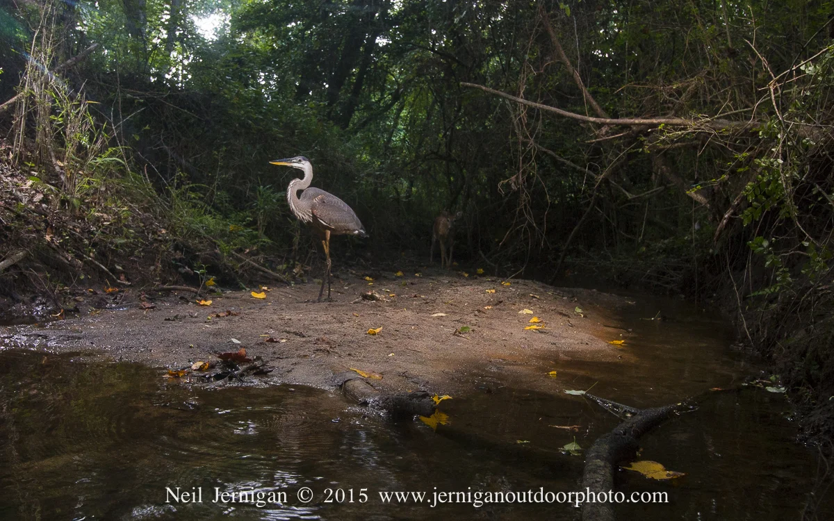 Great Blue Heron with a small whitetail buck in the background