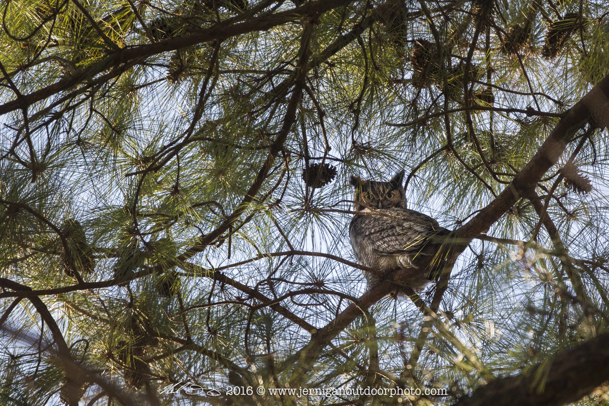 Great Horned Owl