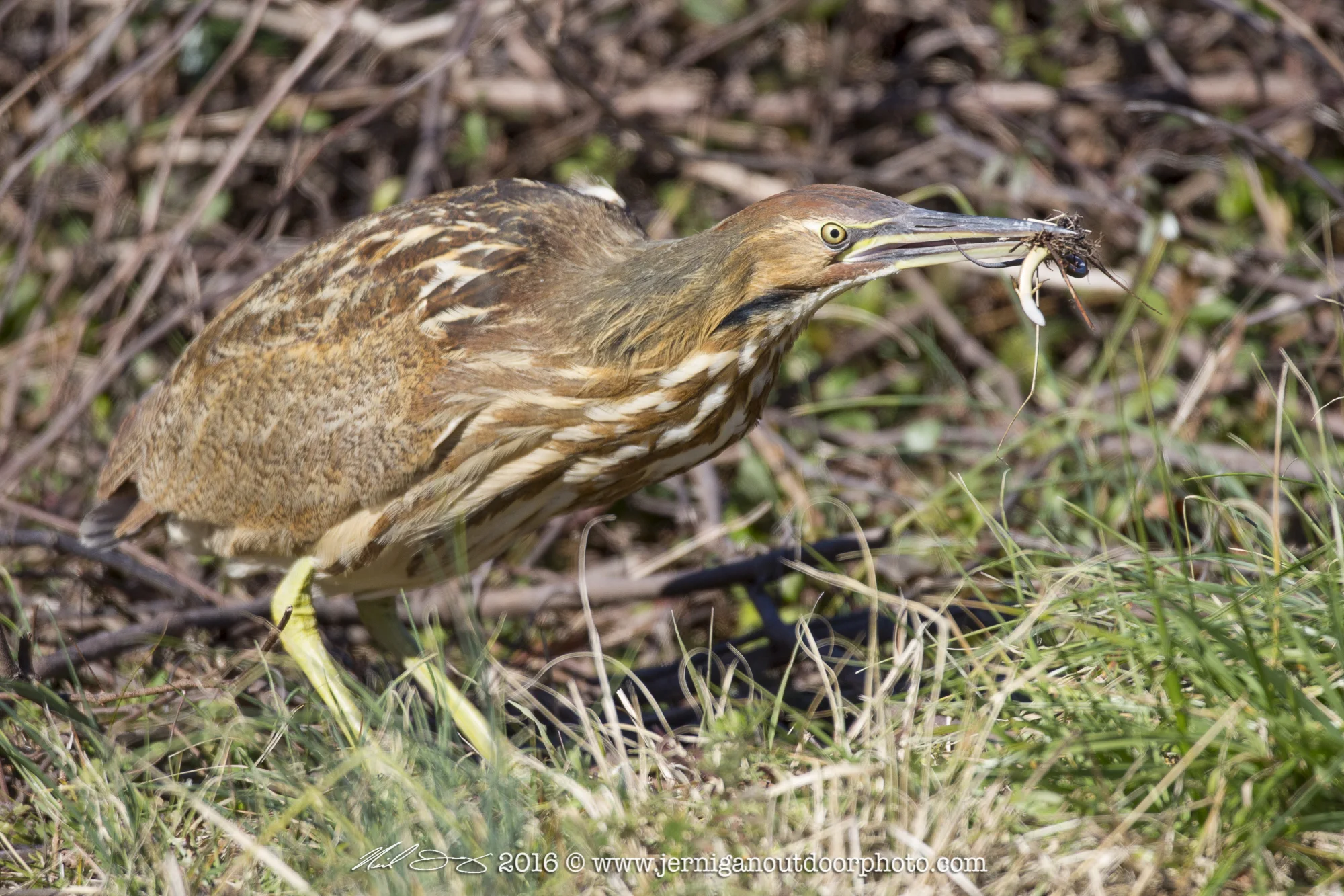 American Bittern after catching a small lizard
