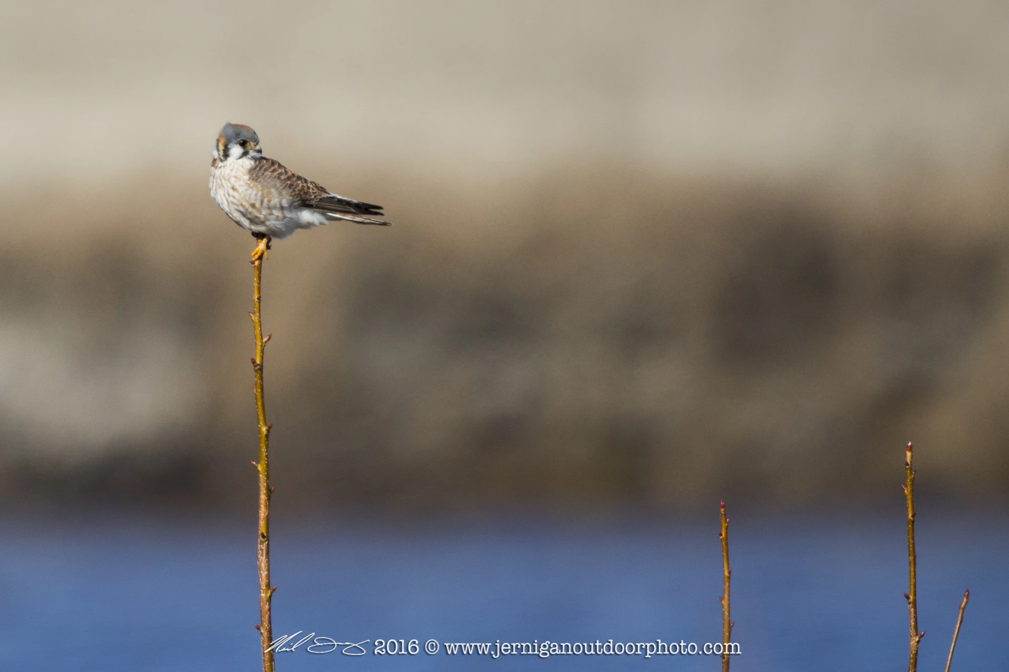 Kestrel