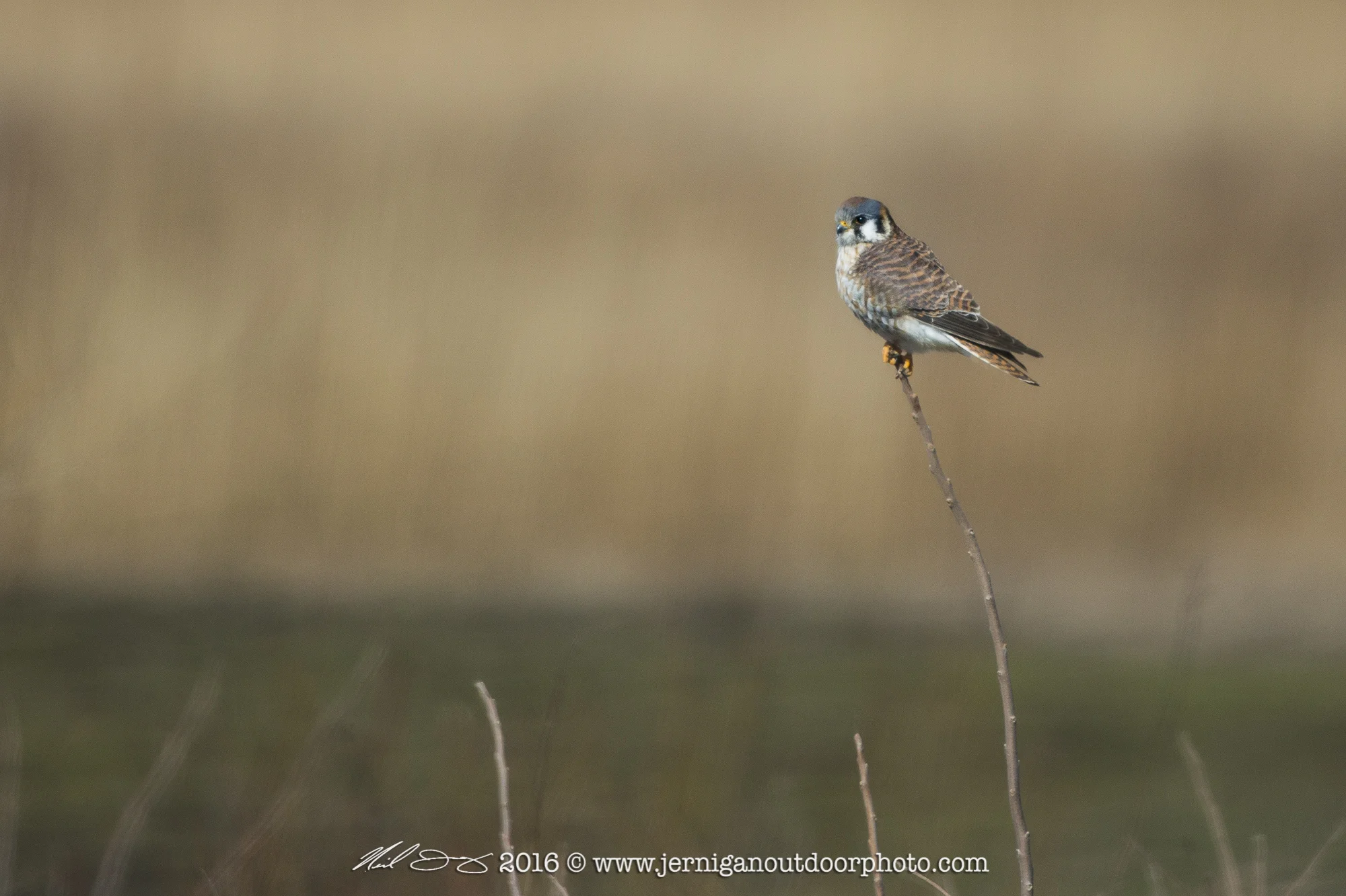 Kestrel
