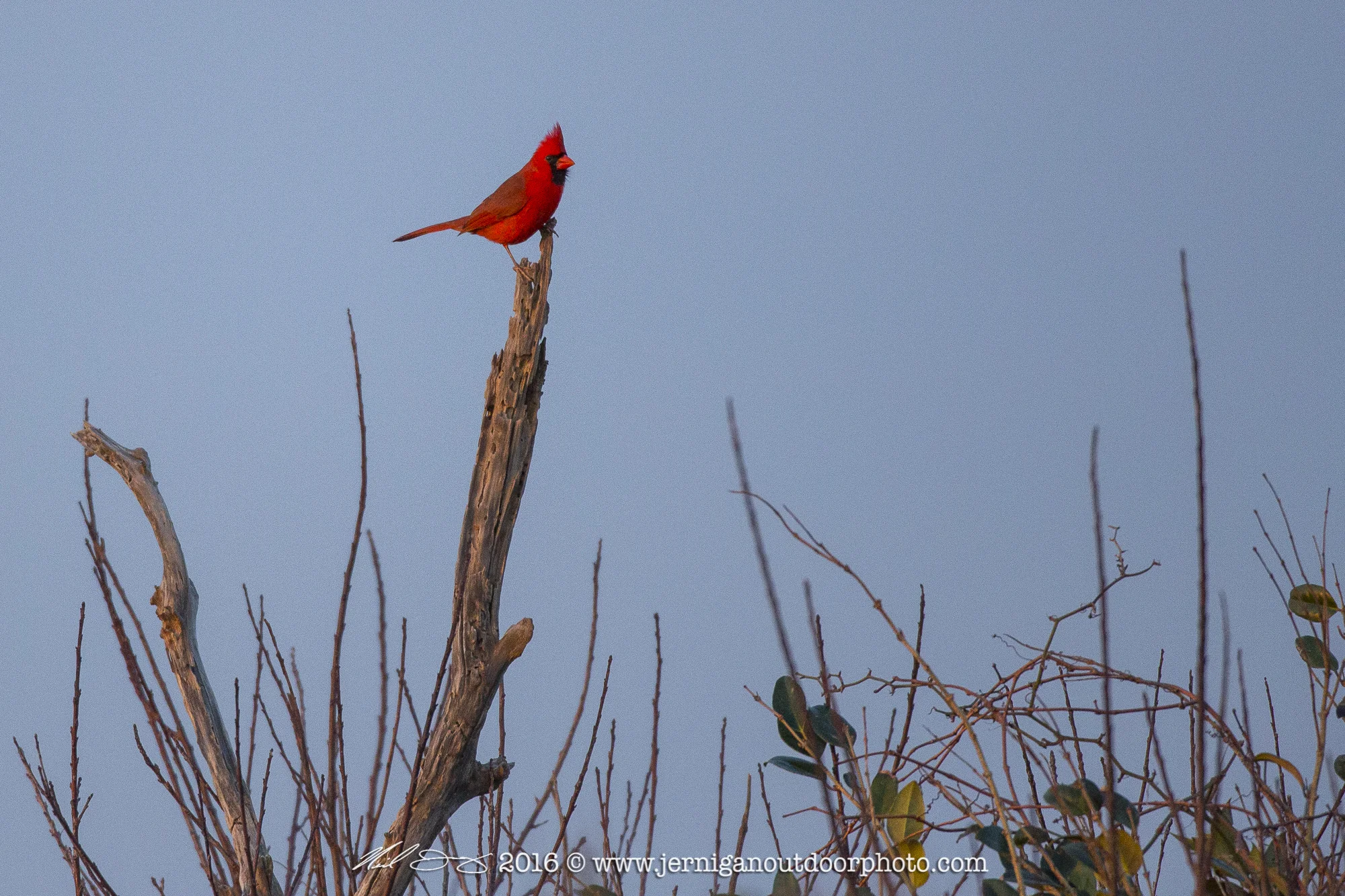 Northern Cardinal