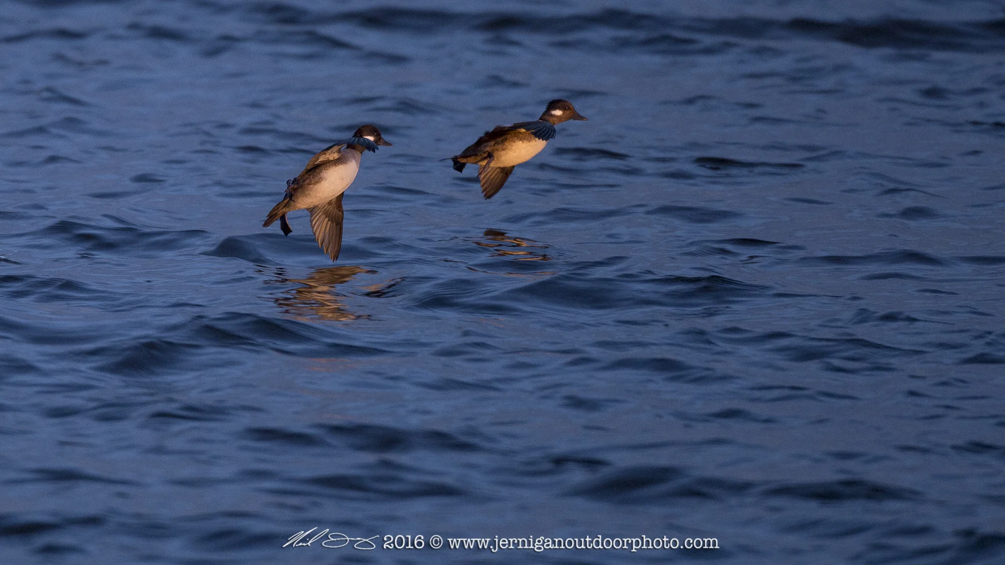 Female Buffelheads landing in early morning light