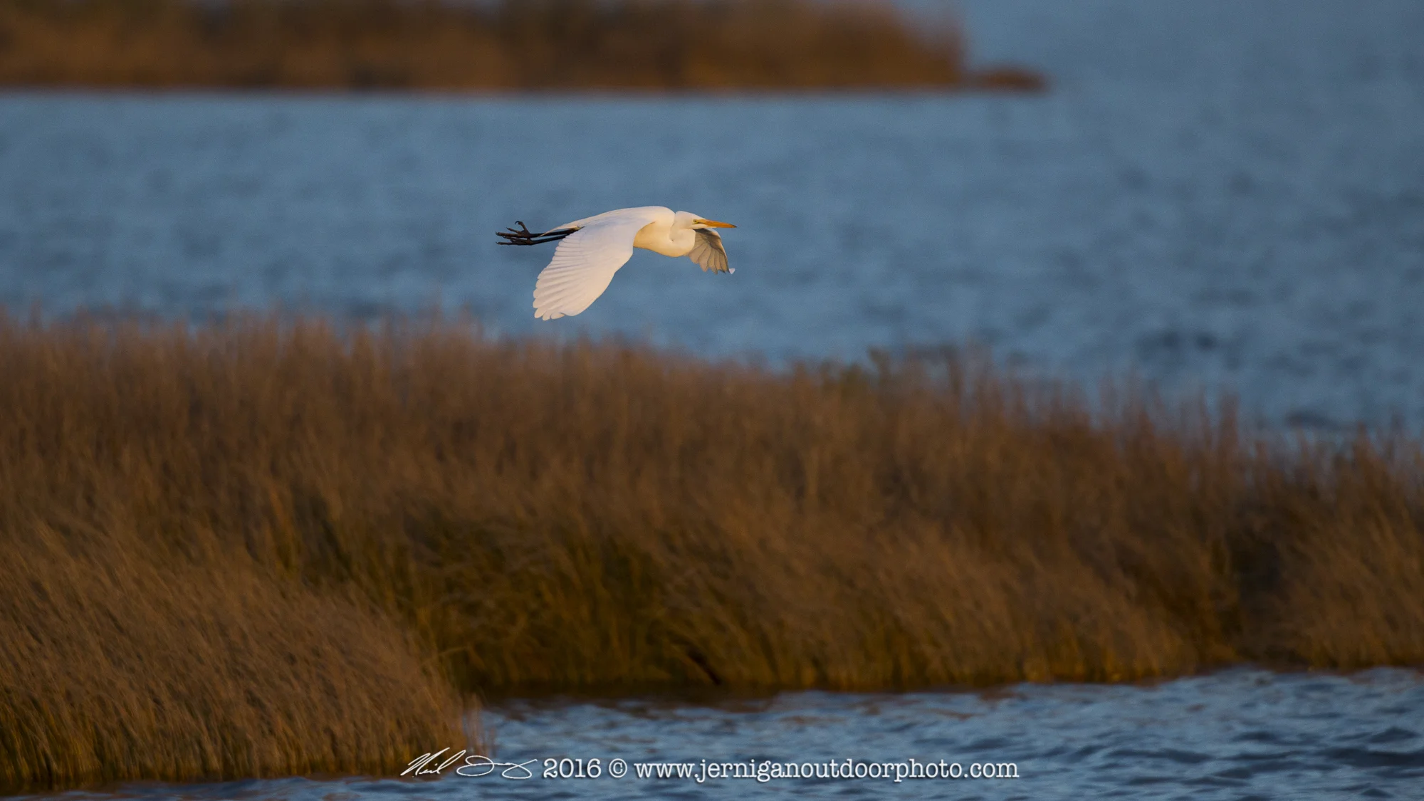 Egret flying in the early morning light