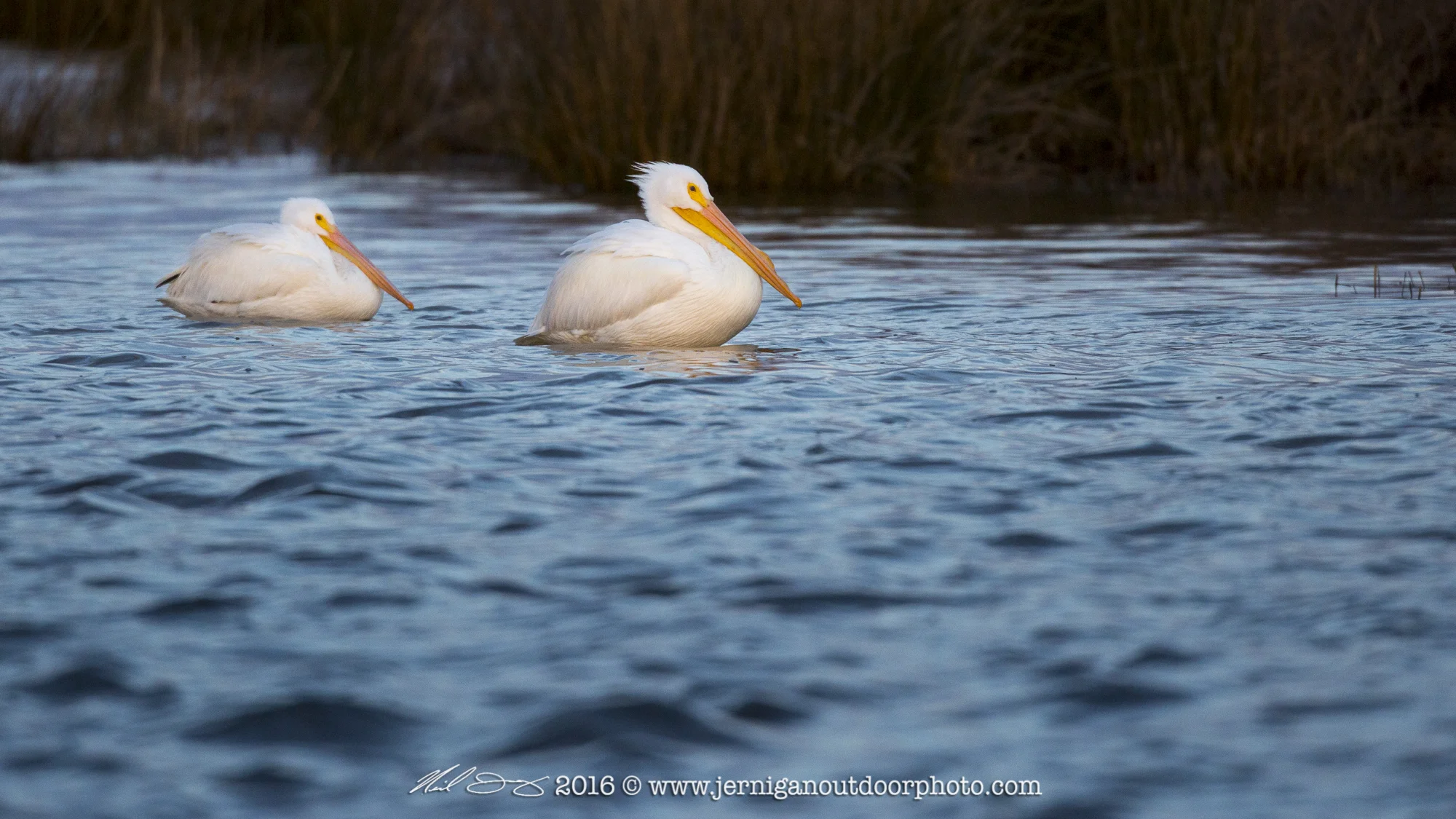 White Pelicans