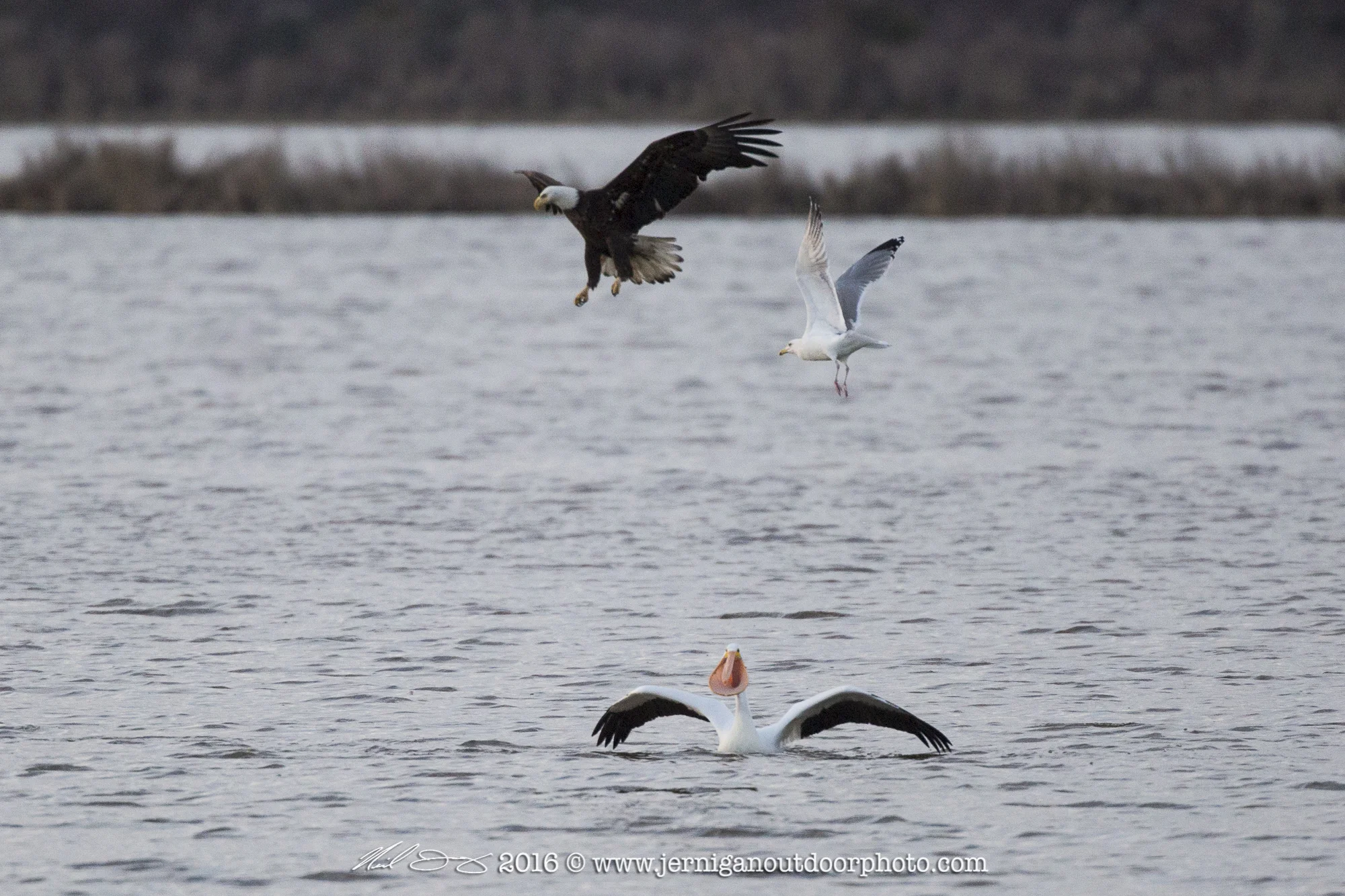 Bald Eagle, Gull and White Pelican arguing over a fish