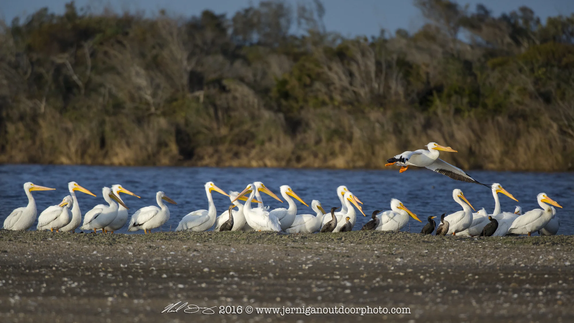 Large pod or flock of White Pelicans