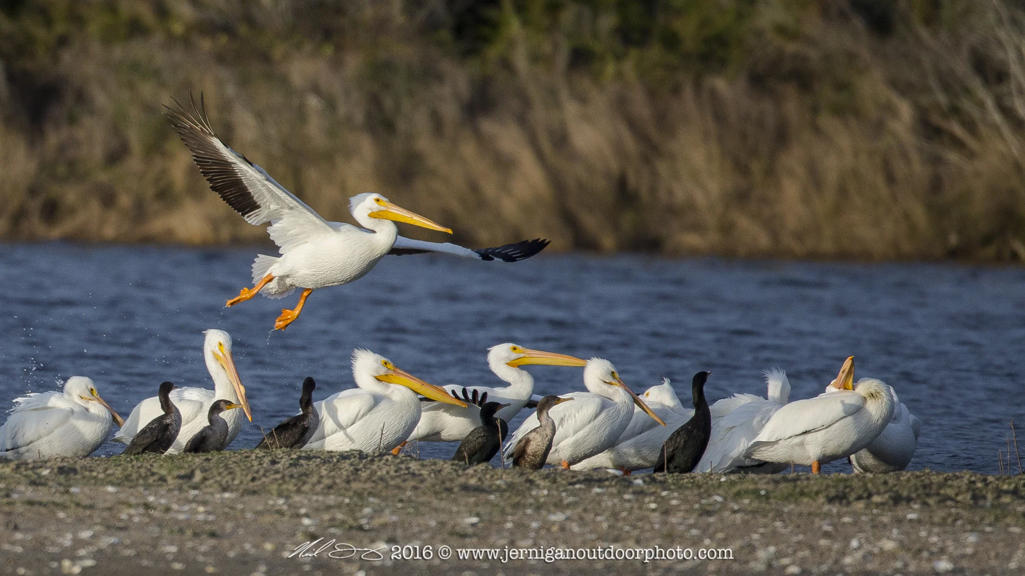Large pod or flock of White Pelicans