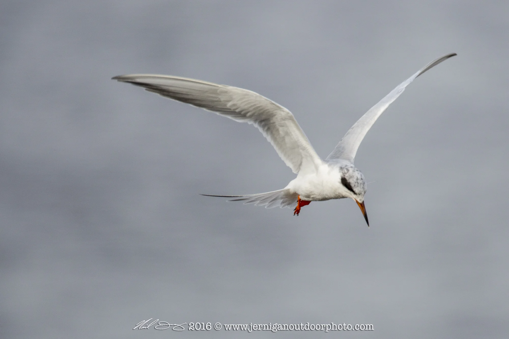 Foster's Tern looking for small fish to feed on