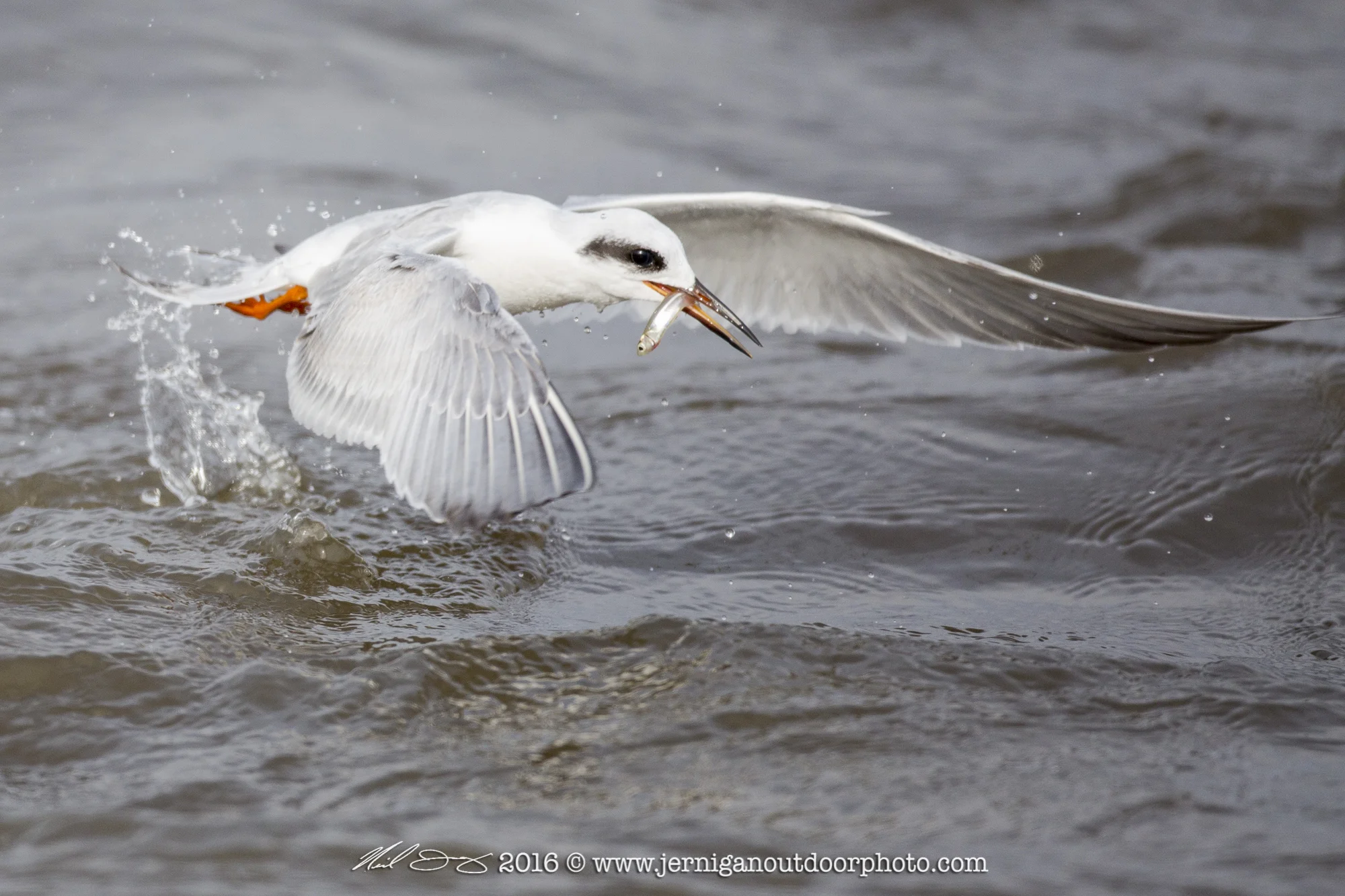 Foster's Tern after catching a small fish