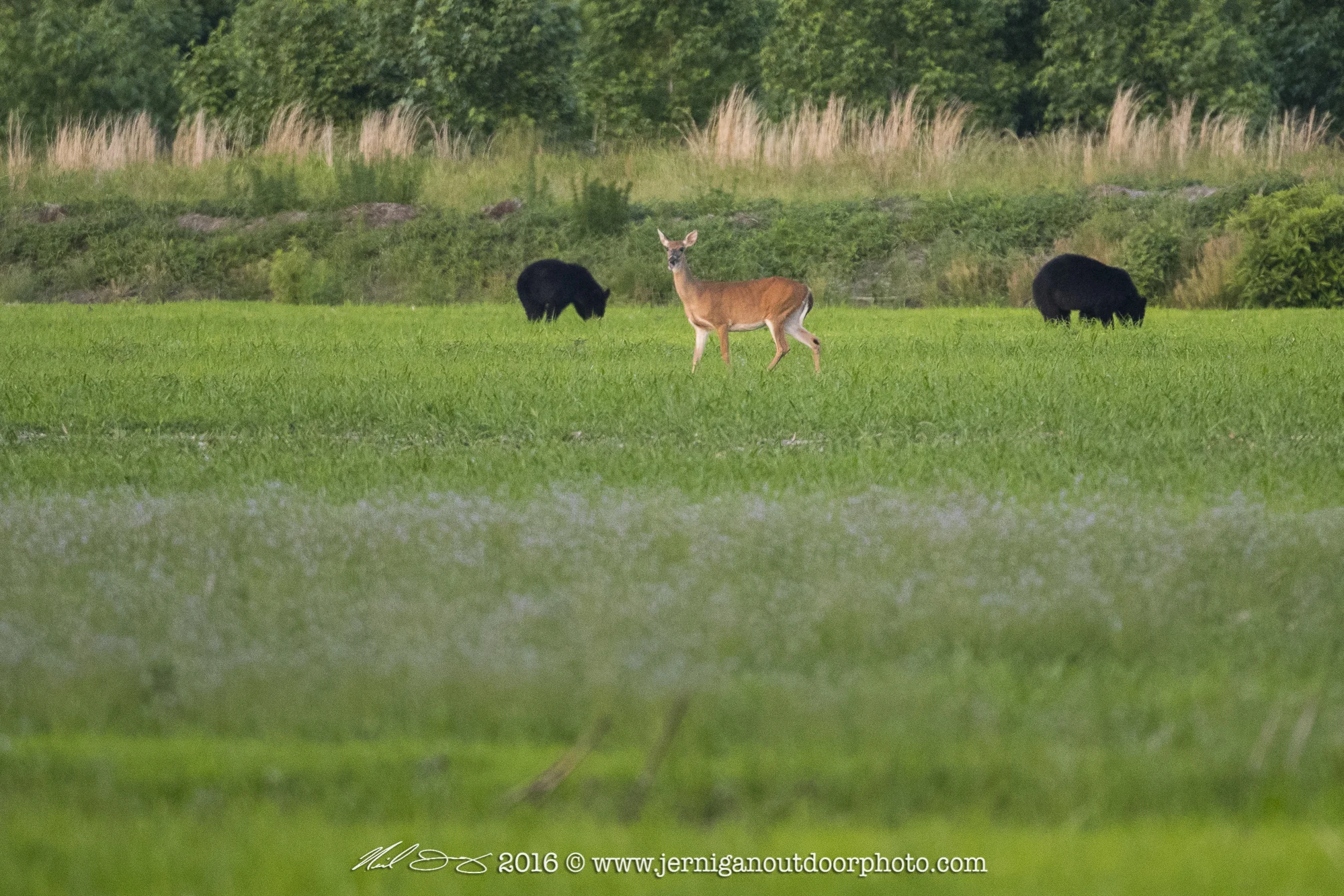 Whitetail Doe in close proximity of 2 black bear