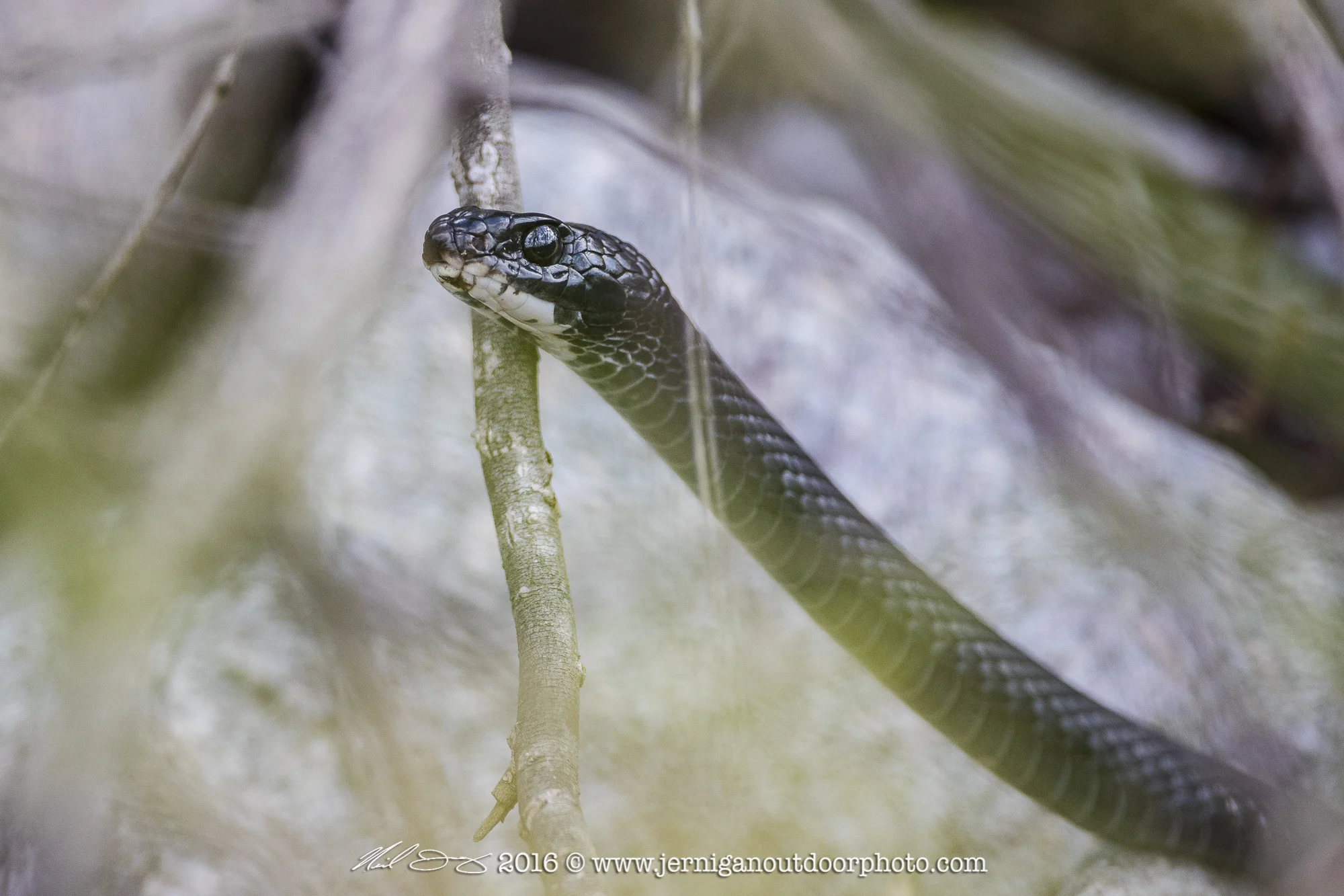 Black Racer