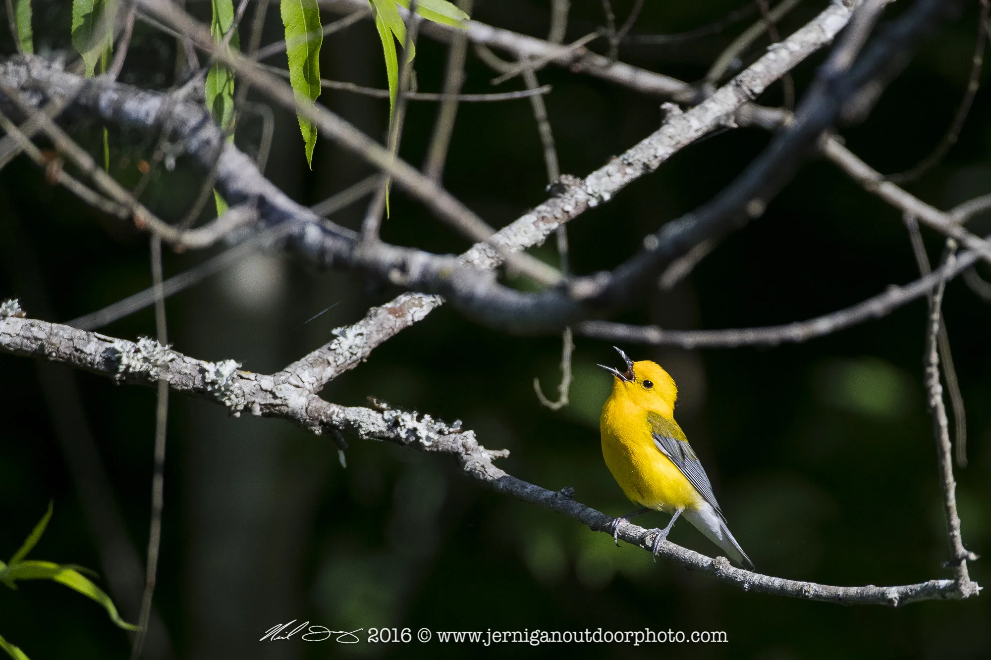 Prothonotary Warbler