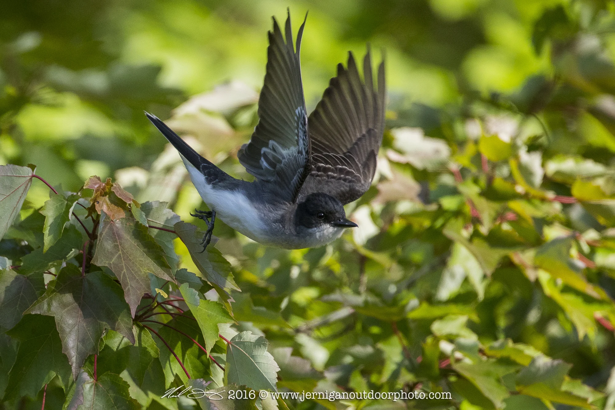 Eastern Kingbird