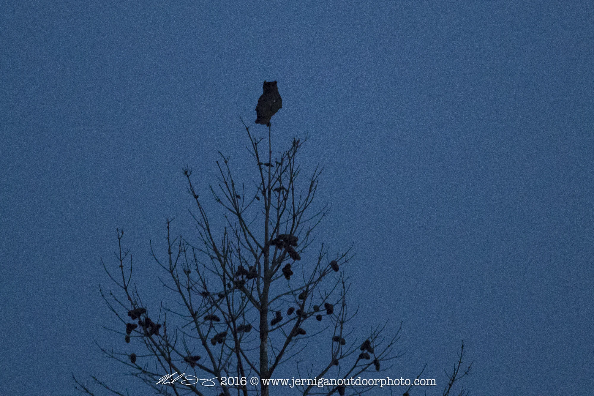 Great Horned Owl in last light