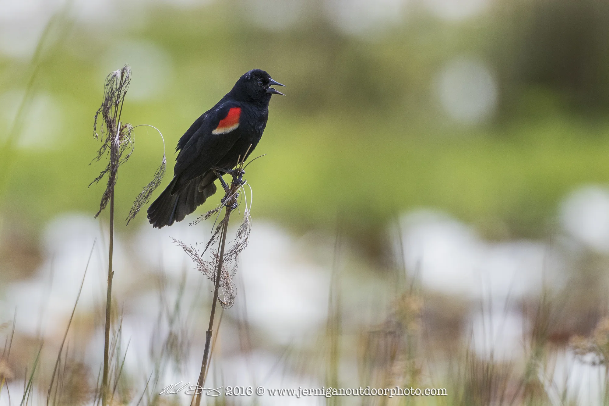 Male Red Winged Black Bird