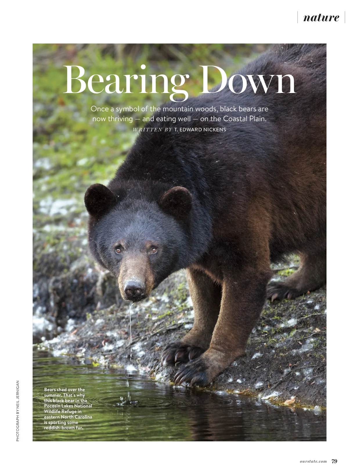 October Issue: Image a Black Bear drinking on the Pocosin Lakes NWR