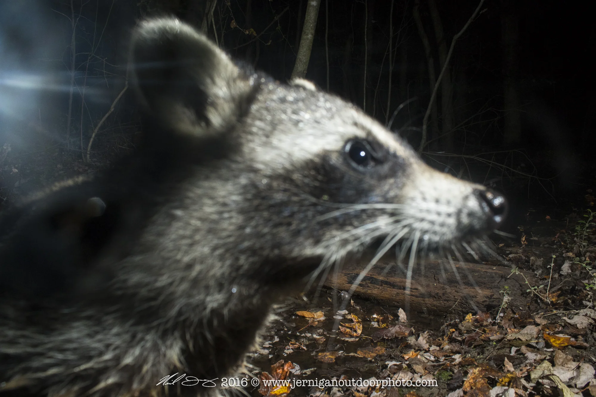 This raccoon came in way to close. I manually focus since a lot of the photos are taken at night, which is why he isn't in focus.
