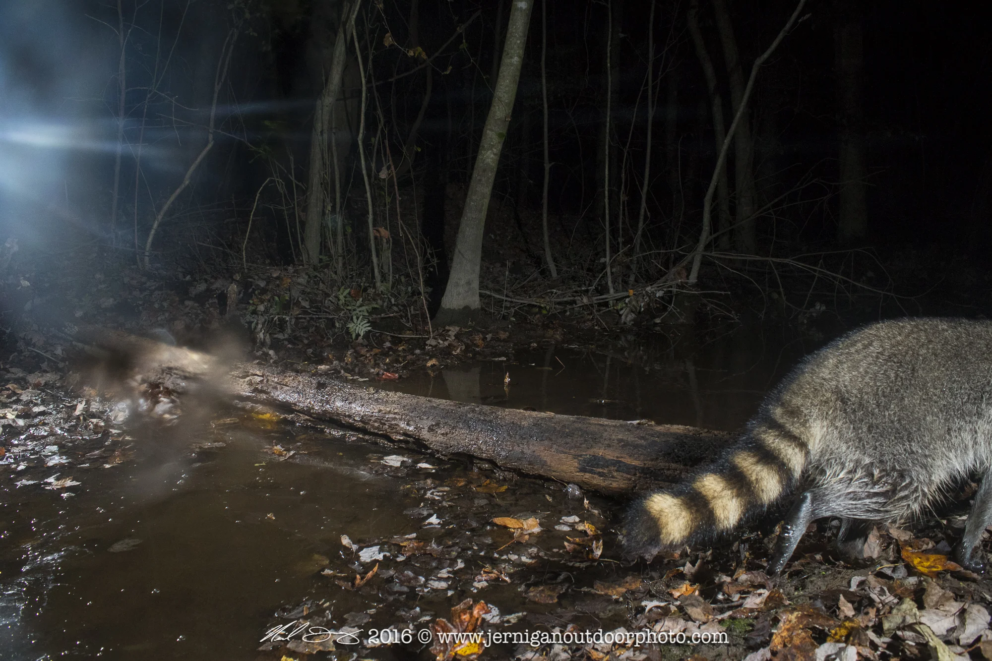 Same raccoon as the first image, you can see where he touched the glass on the trap, leaving water on the mud on it.