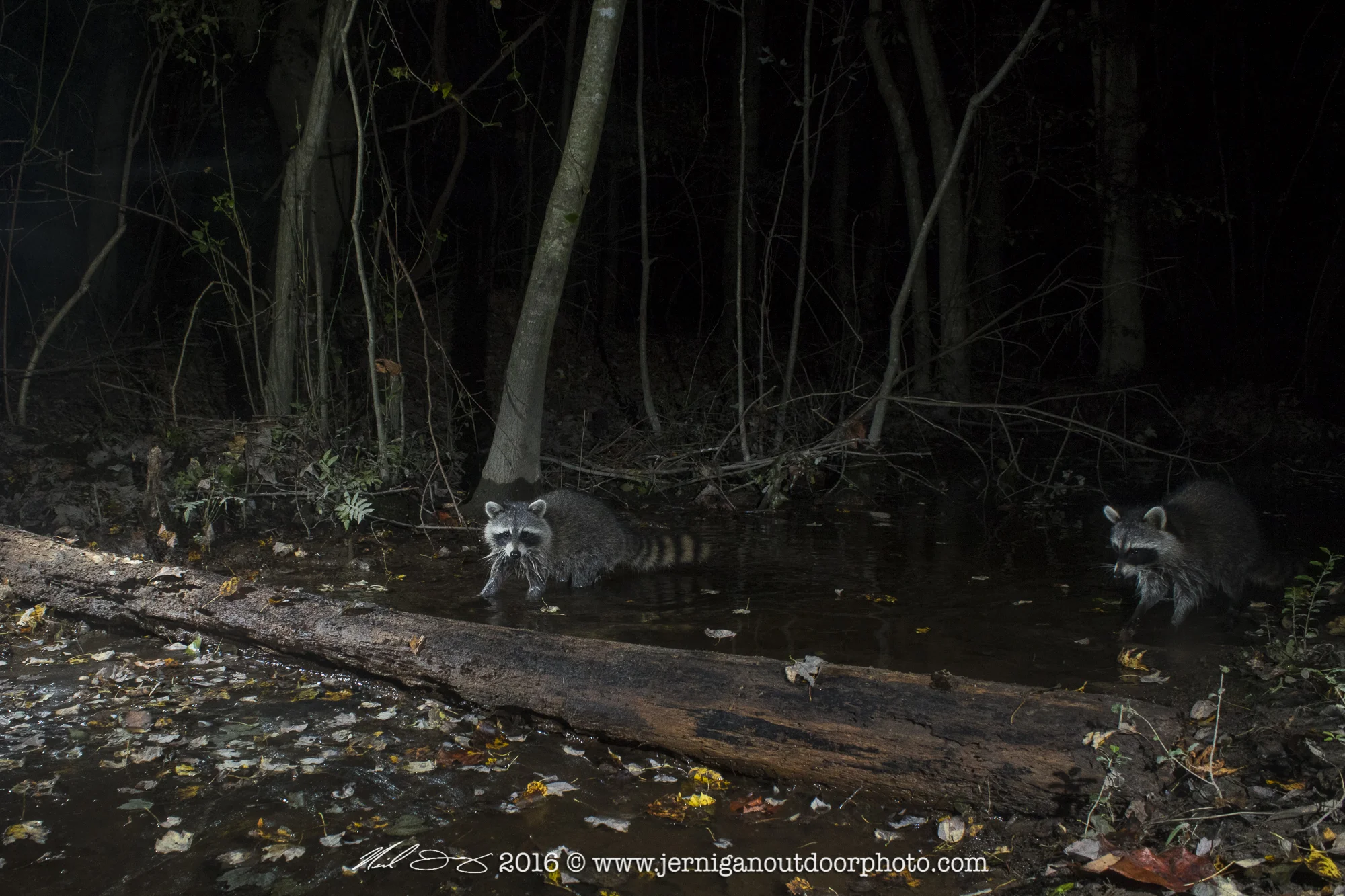 Pair of raccoons fishing up stream