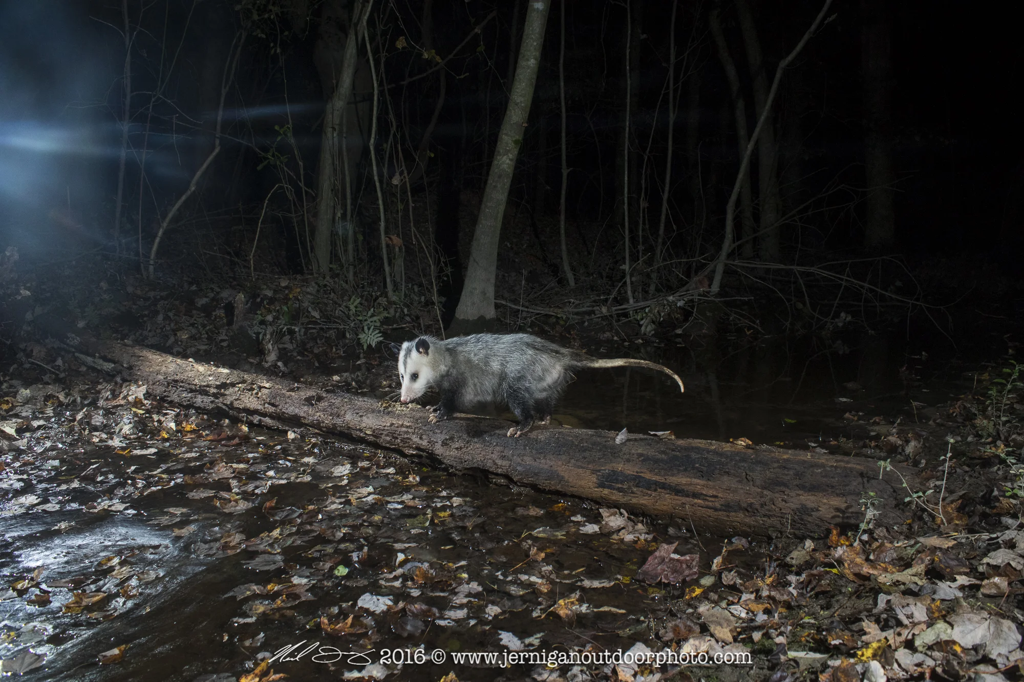 Opossum crossing the log.