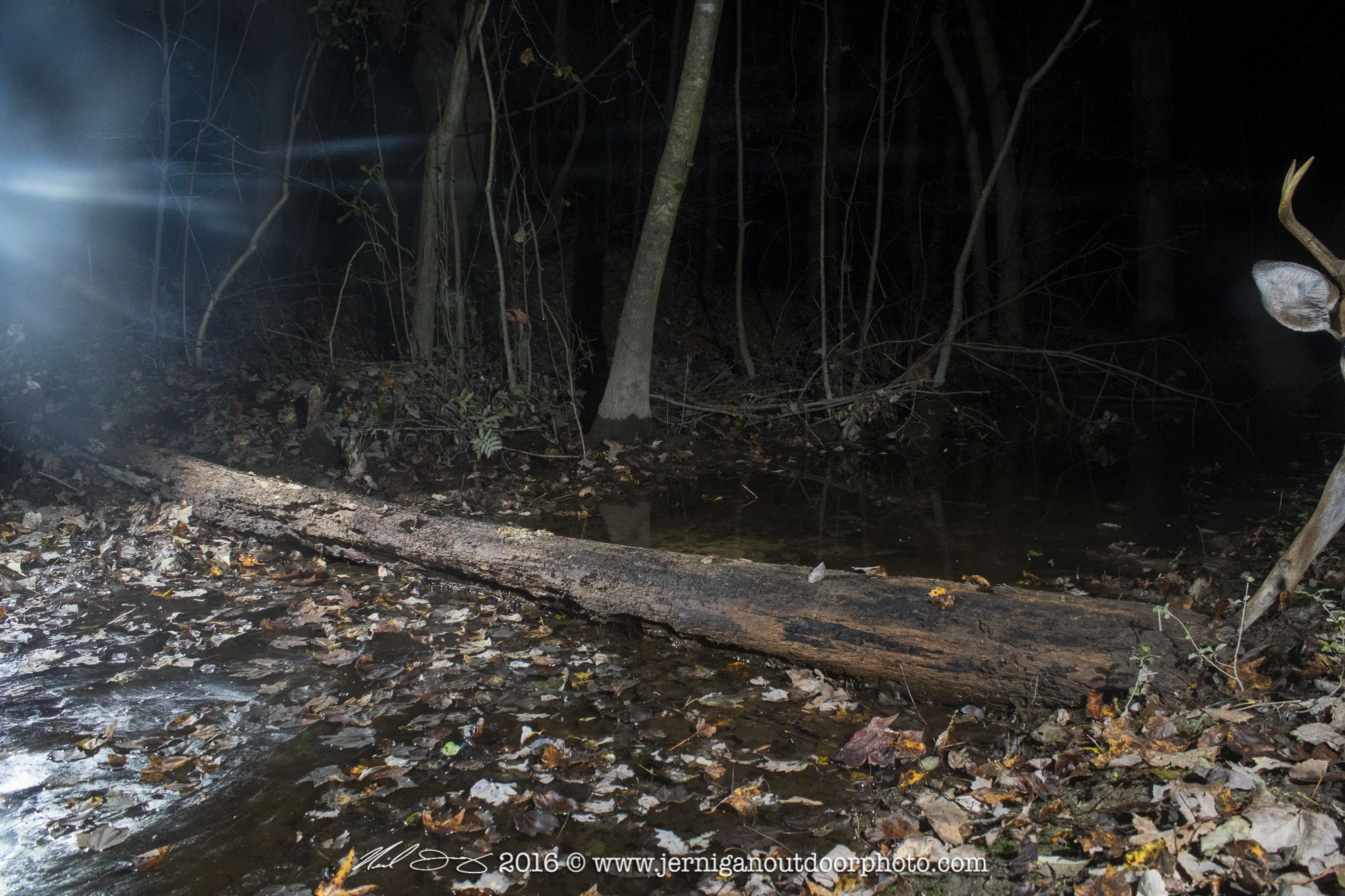 A small whitetail buck entered the frame and when the first image was taken he decided not to hang around. Oh so close!!