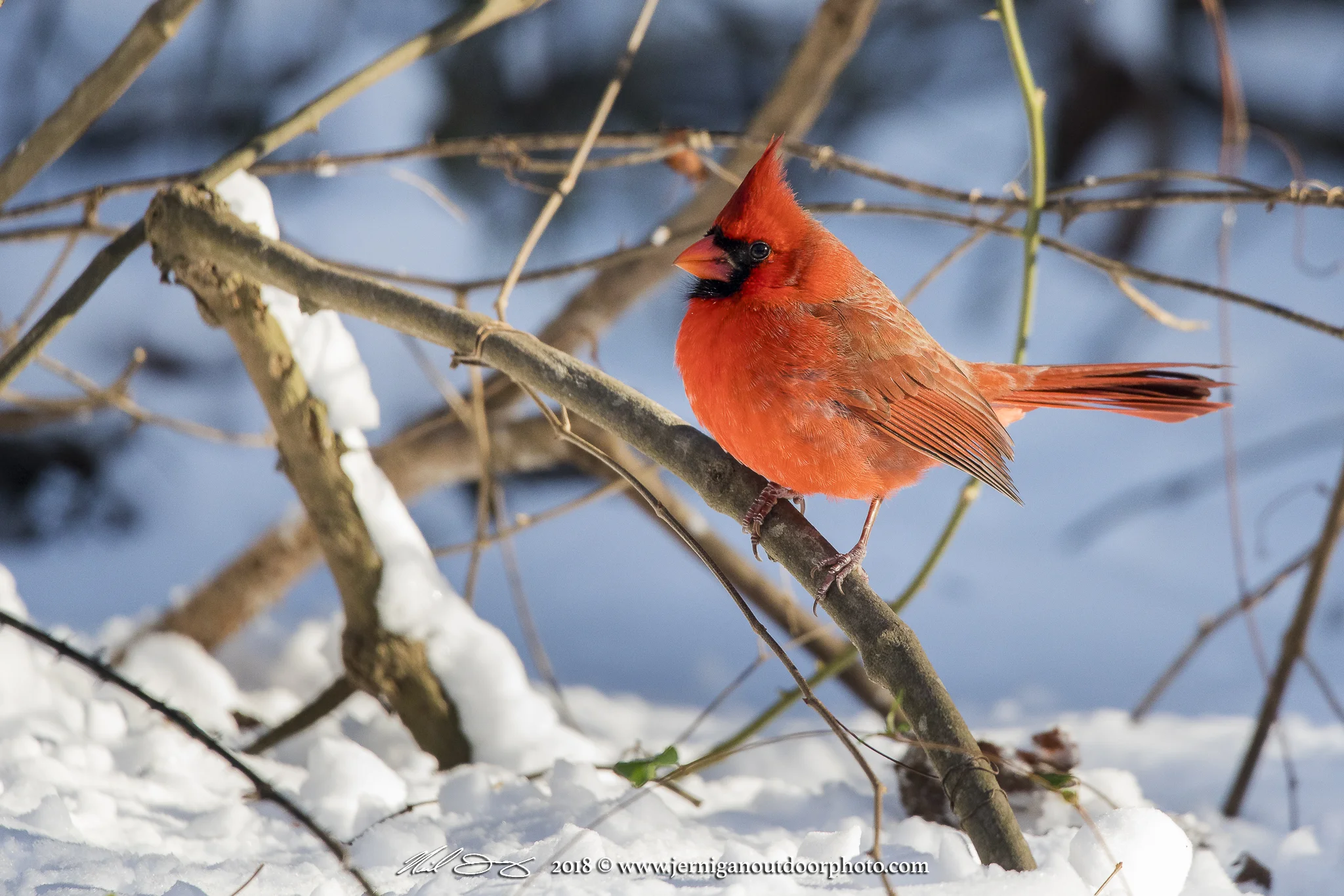 Male Cardinal