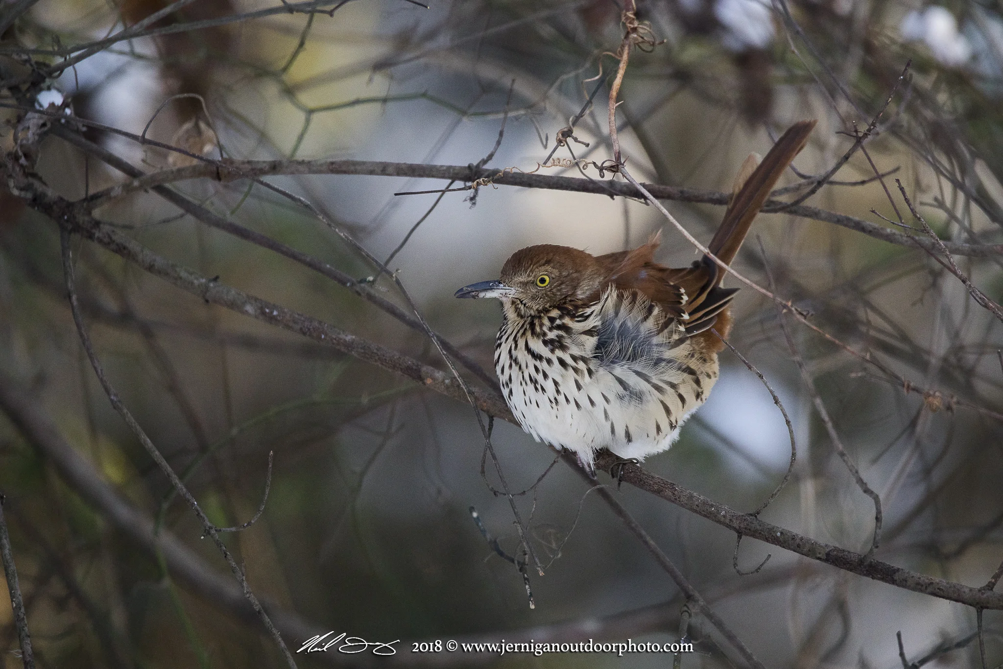 Brown Thrasher