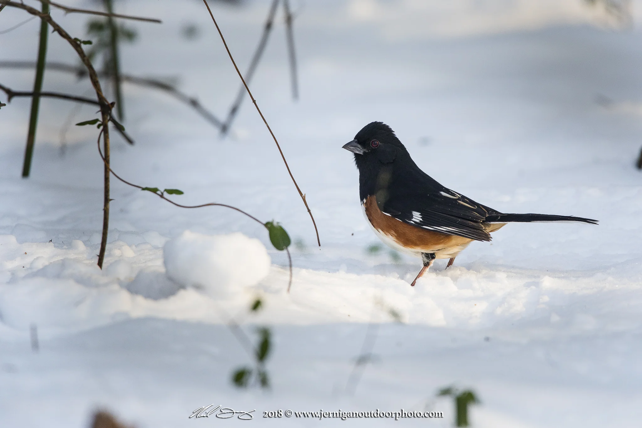 Eastern Towhee