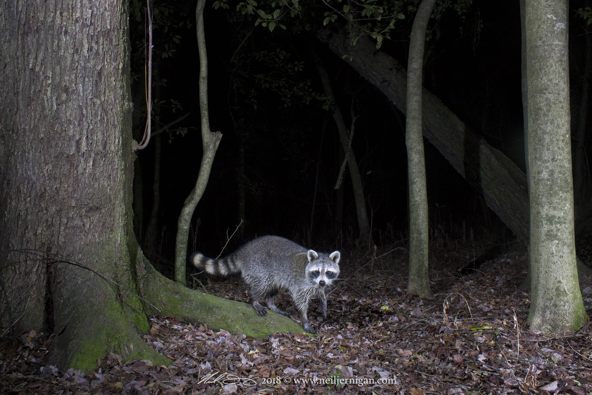 Raccoon