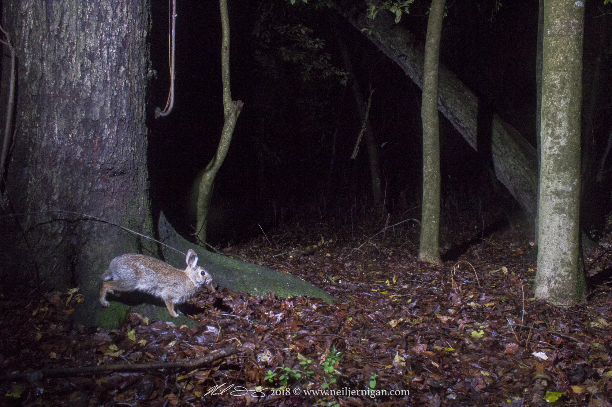Eastern Cottontail Rabbit
